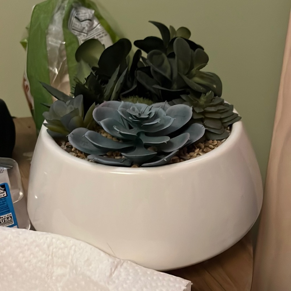 Plant